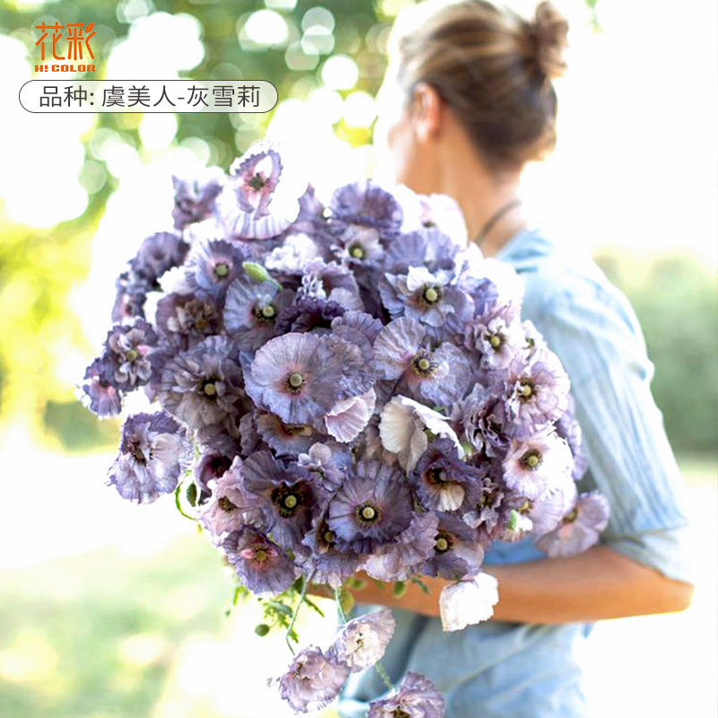 花彩灰雪莉虞美人花苗阳台盆栽庭院大花境植物耐寒草花可切花期长