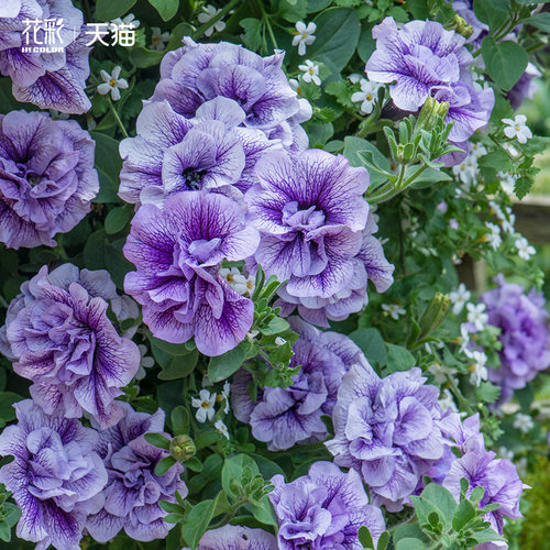 虹越重瓣矮牵牛花苗盆栽爆花量大