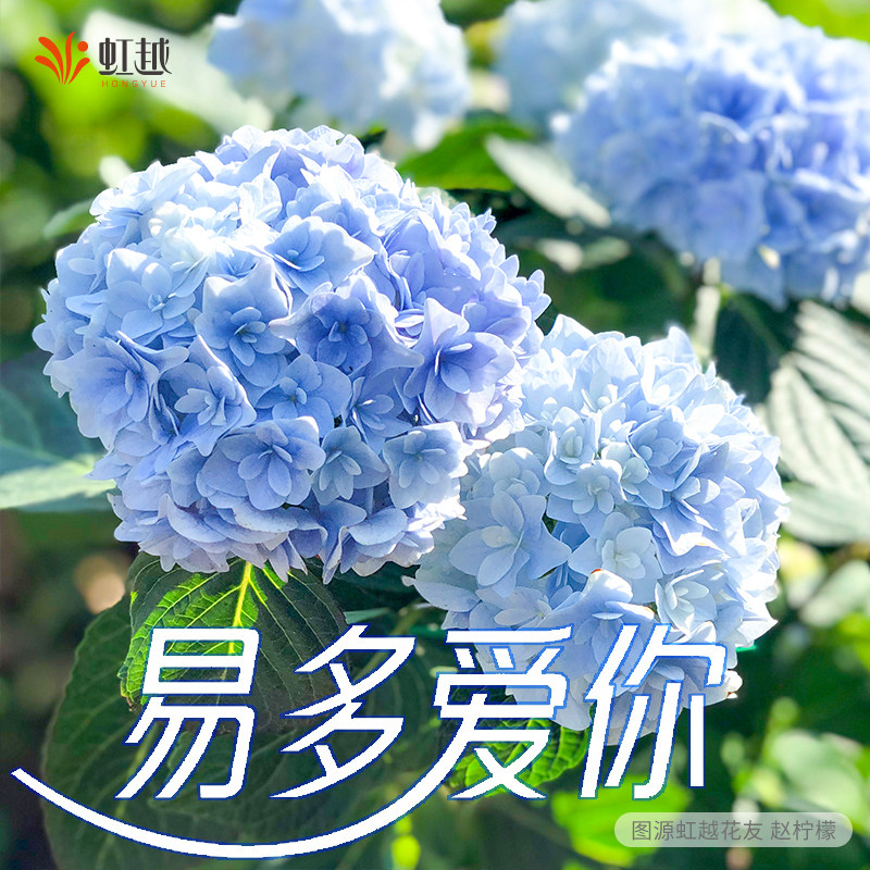 【节日送礼物】虹越新品易多爱你绣球花苗盆栽阳台易调蓝大花庭院