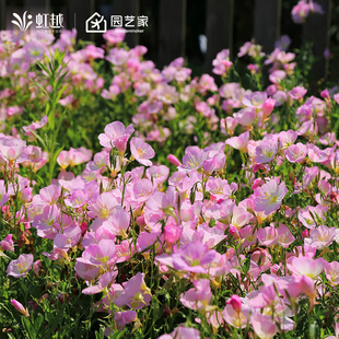 虹越园艺家美丽月见草花种花籽大包装庭院花园公园好养易活花量大