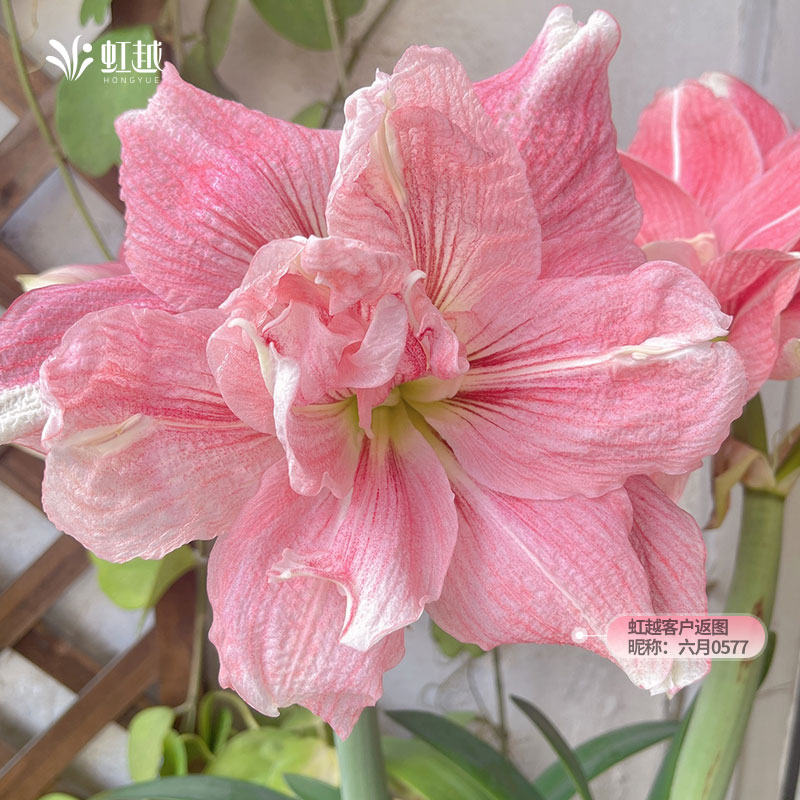 朱顶红进口种球产地直采