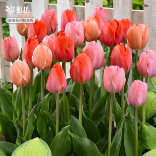 长安系列郁金香种球5度球自然球进口花种球范依克盆地栽花卉虹越