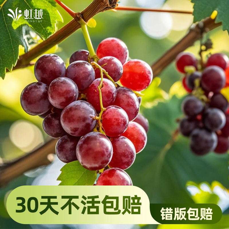 虹越果树盆栽果苗无花果葡萄