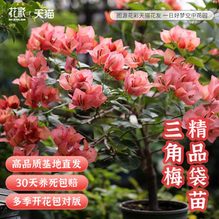 花彩三角梅小苗原生袋苗扦插多季开花室内阳台盆栽多年生勤花树苗