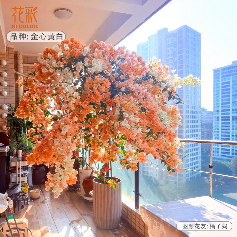 花彩金心黄白新品三角梅四季开花阳台藤条款高飘枝多年生爆花量大