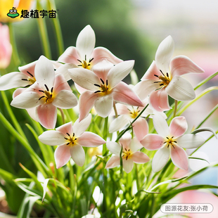 趣植宇宙进口原生郁金香种球碎花阳台盆栽密植球根花卉易复花好养