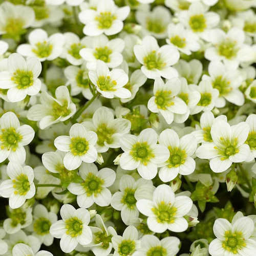 植物盆栽苗阳台虎耳草虹越