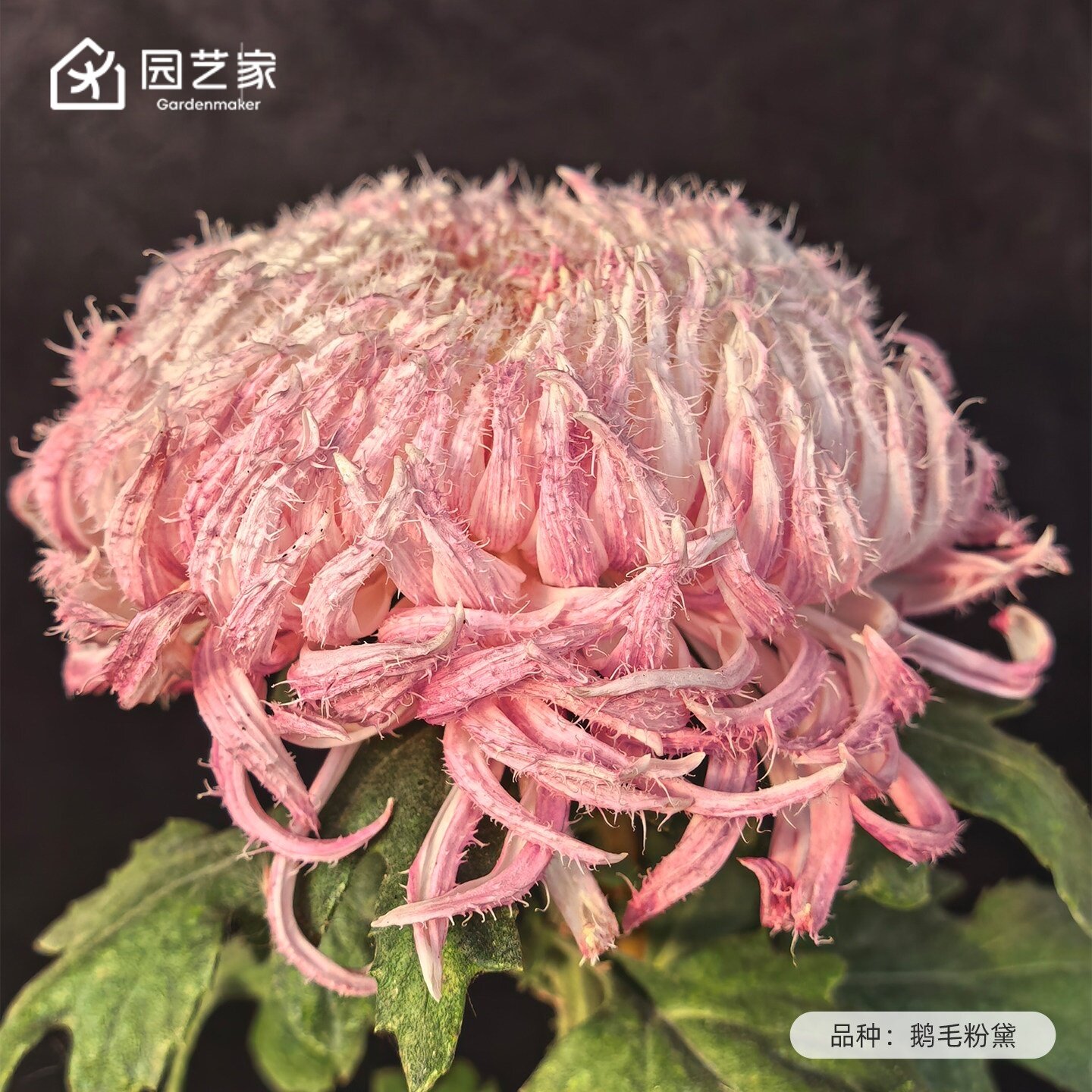 园艺家国华大菊花苗传统菊花盆栽国菊阳台耐热耐寒多年生宿根