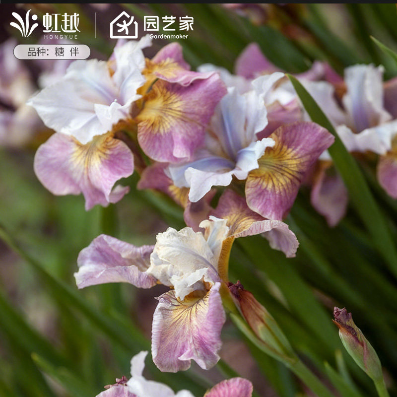 西伯利亚鸢尾花苗裸根苗进口球根花园耐寒耐热多年生花卉植物预售,鲜花速递/花卉仿真/绿植园艺,种球/裸根,淘宝优惠券,粉丝福利购,淘宝优惠卷