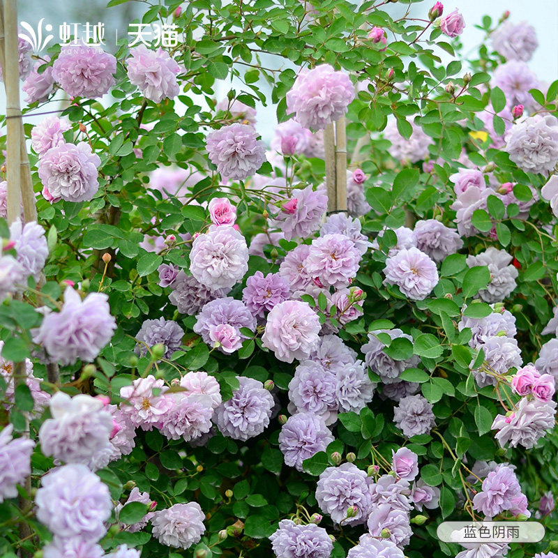 虹越爬墙藤本月季粉龙沙宝石蓝色阴雨佛罗伦蒂娜小苗盆栽多季开花,鲜花速递/花卉仿真/绿植园艺,藤本/攀援植物,淘宝优惠券,粉丝福利购,淘宝优惠卷