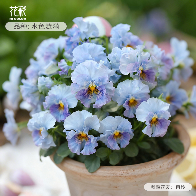 花彩水色涟漪角堇花苗盆栽易爆花