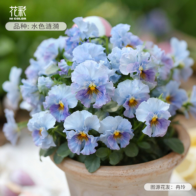 花彩水色涟漪角堇花苗盆栽易爆花