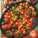 虹越园艺家番茄种子西红柿阳台四季 秋春秋播种家庭水果蔬菜盆栽