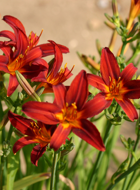 花彩大花萱草花裸根苗多年生花期长阳台盆栽庭院花镜宿根花卉植物