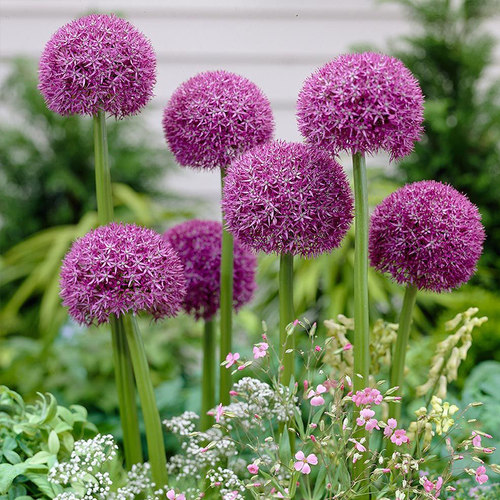 大花葱价格 大花葱图片 星期三