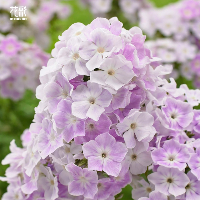 花彩宿根福禄考盆栽阳台庭院花园地栽花境植物冬季耐寒易爆花期长