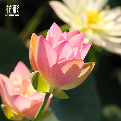 花彩碗莲盆栽种藕阳台庭院水养