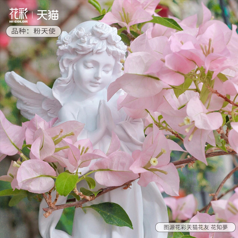 花彩大花粉天使重瓣三角梅四季开花盆栽阳台勤花树苗植物耐旱耐热
