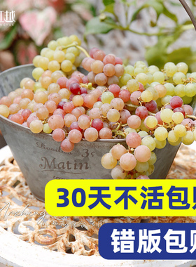 寒香蜜葡萄树苗虹越果树盆栽南方种植北方耐寒爬藤易挂果抗性好