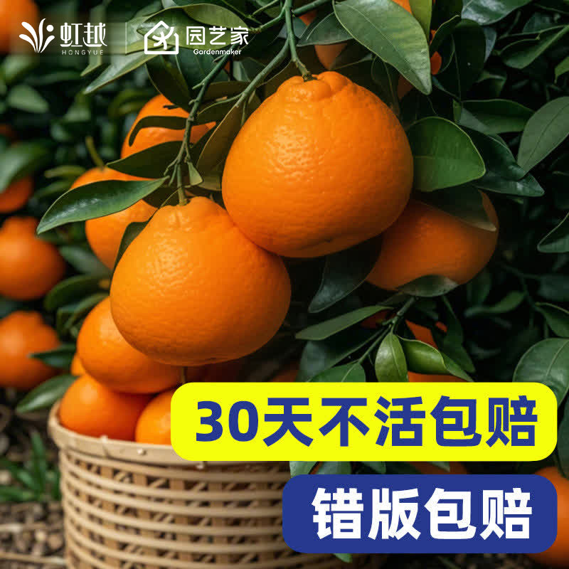 虹越耙耙柑树苗盆栽地栽春见丑八怪不知火柑橘南方四季可种
