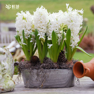 风信子种球白珍珠荷兰进口球根种子苗可盆栽水培新手种花阳台虹越
