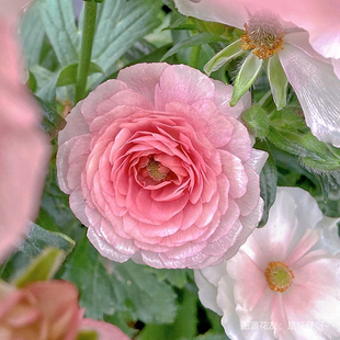 花彩进口花毛茛盆栽阳台花卉庭院蝴蝶洋牡丹花多年生球根花卉种植