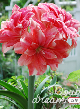 荷兰朱顶红种球进口双梦单重瓣可盆栽花卉植物多年生25年新球预售