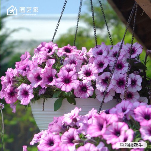 园艺家矮牵牛花苗盆栽垂吊