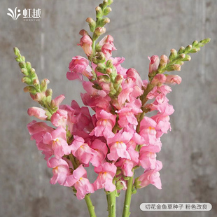 金鱼草花种子虹越园艺家种籽阳台花园花境好养花期长多年生低维护