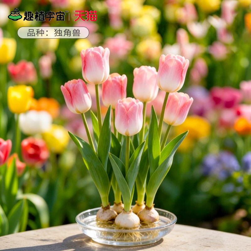 趣植宇宙可水培郁金香种球5度球