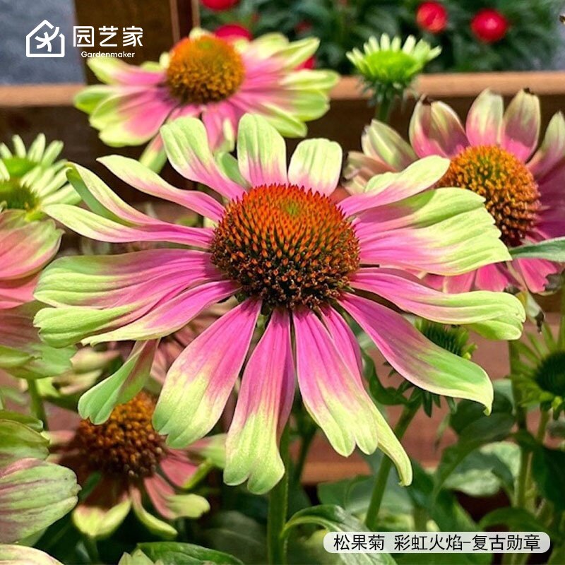 虹越花卉种苗好养易开花图片