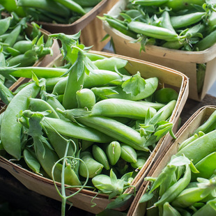 虹越园艺家豌豆荷兰豆种籽子菜种青豆大荚新鲜甜脆盆栽阳台家庭