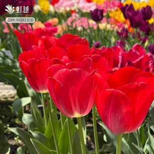 进口红色系郁金香种球5度球荷兰花种球水培土培可盆地栽花卉虹越