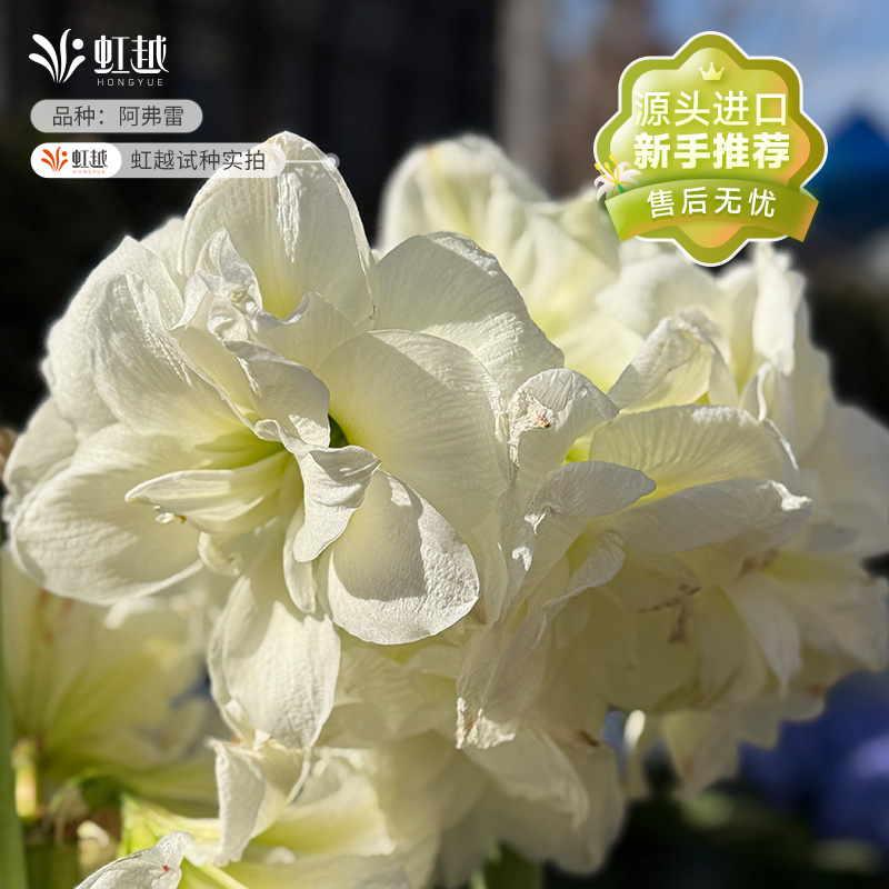 产地直采 进口朱顶红