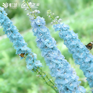 虹越园艺家种子大花飞燕草小花飞燕草种籽花园庭院耐寒好养线性花