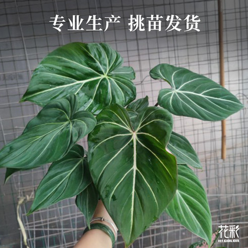 【基地直发】花彩常绿植物盆栽