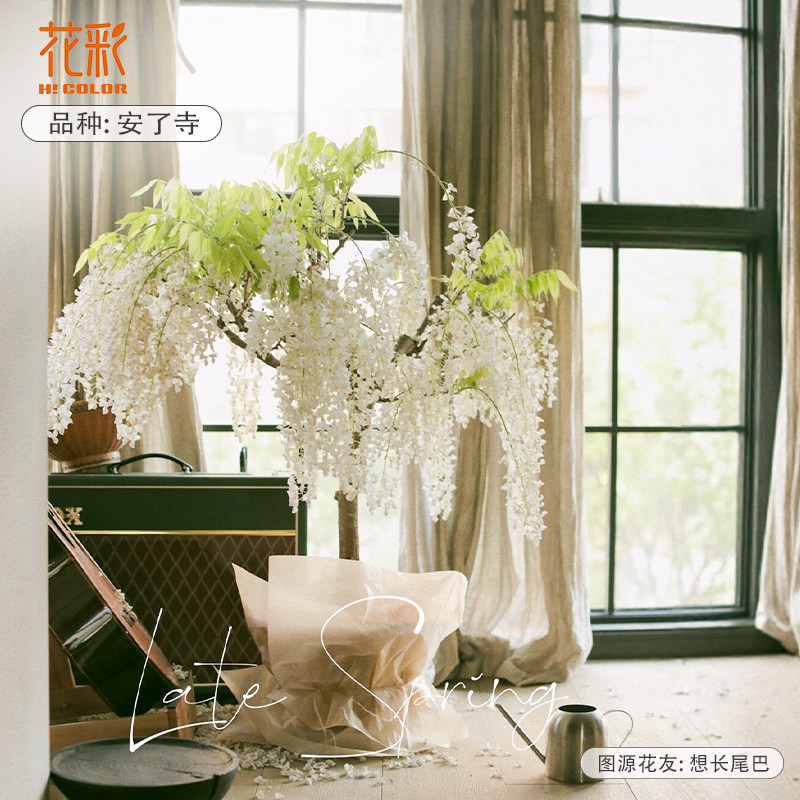 花彩紫藤树苗盆栽安了寺爬藤花卉庭院地栽多年生耐热耐寒爆花量大,鲜花速递/花卉仿真/绿植园艺,时令草本花卉,淘宝优惠券,粉丝福利购,淘宝优惠卷