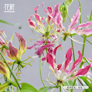 花彩进口粉色嘉兰百合花种球阳台盆栽多年生庭院耐热爆花期长预售