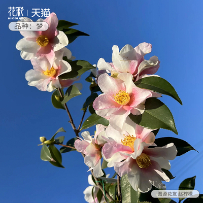 虹越山茶花树苗盆栽阳台茶梅英八