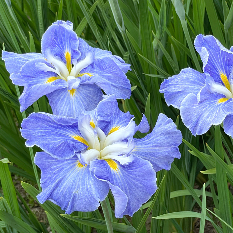 花彩青根重瓣大花菖蒲裸根日本鸢尾玉蝉花庭院宿根花境花园多年生