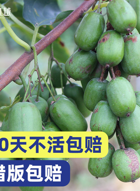 软枣猕猴桃树果苗树苗虹越南方北方地栽盆栽库库瓦挂果率高