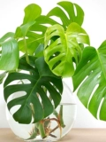 虹越 Настольное зеленое растение, гидропоника, монстера, изысканный лесной стиль, ins, домашний стол, листва, растение, декоративные украшения