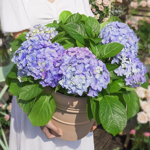 虹越 Yiduo Dream Dream Hydrangea Pot Pot посажен четыре сезона, заканчивая летние гидроника цветок старая куча популярный горшок на открытом воздухе цветок балкон цветок