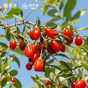 虹越枸杞果苗盆栽南北方种植耐热果树阳台庭院丰产水果黄果