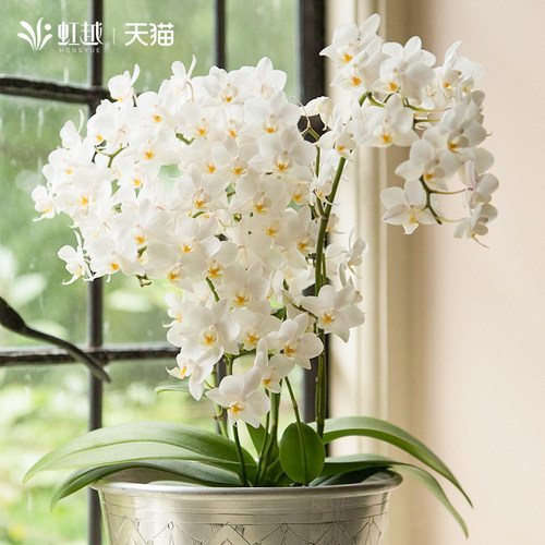 虹越蝴蝶兰盆栽花苗室内兰花好养