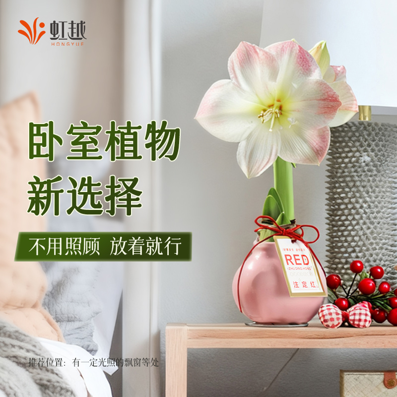 朱顶红蜡球无需养护可开花卉绿植