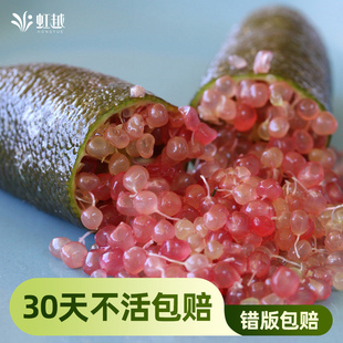 虹越手指柠檬果树盆栽南北方种植阳台庭院水果果苗红香槟