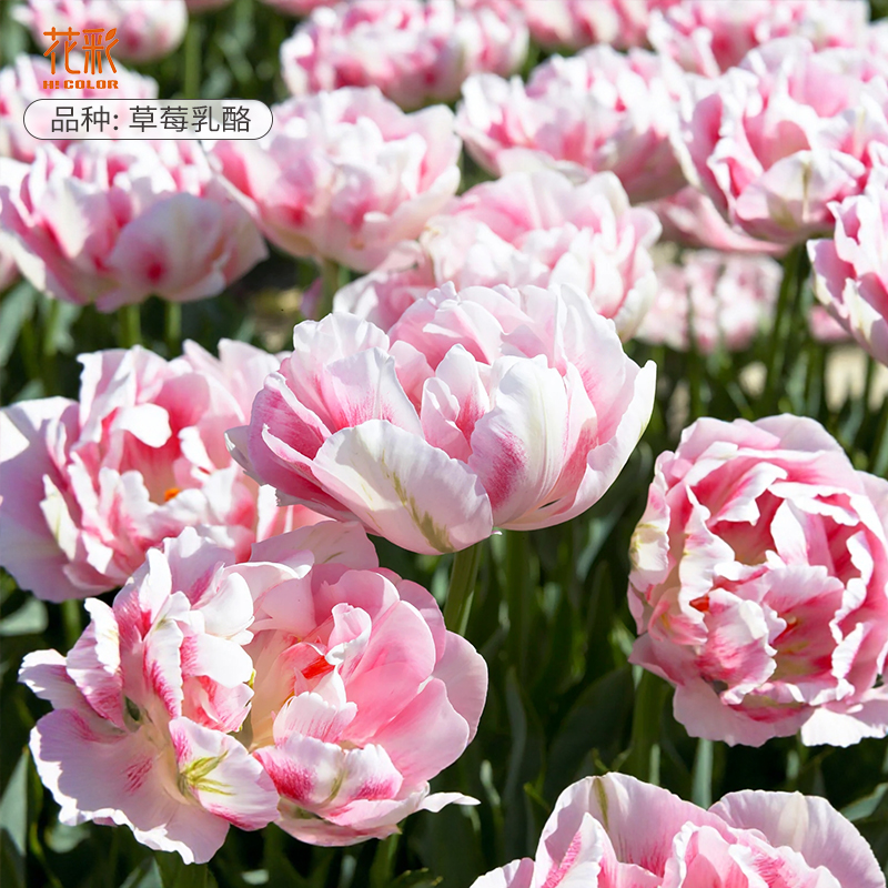 趣植宇宙进口郁金香种球五度球