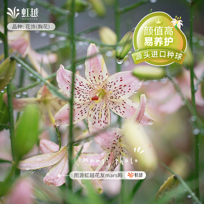 进口亚洲百合花种球虹越易养种球