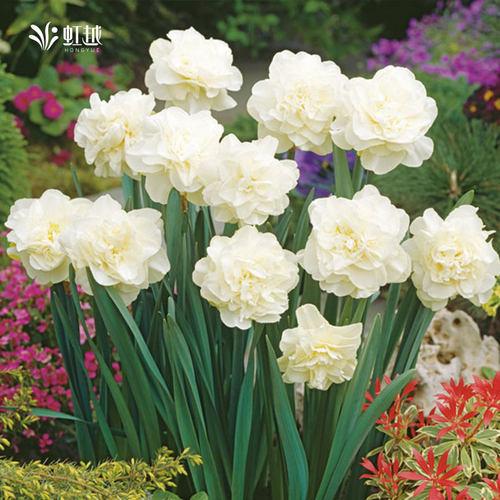 进口洋水仙种球多年生荷兰船长